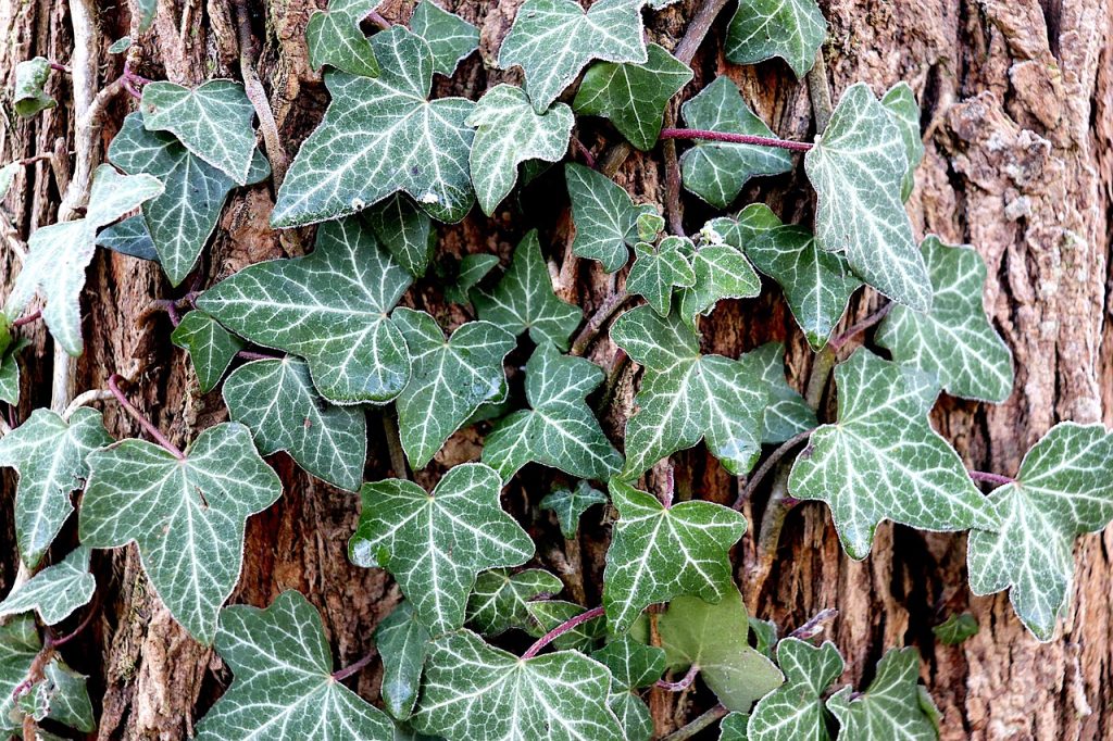 ivy, english ivy, plants, green, foliage, leaves, trunk, tree, bark, botany, nature, horticulture, english ivy, english ivy, english ivy, english ivy, english ivy