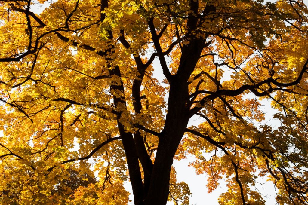 A vibrant autumn scene of a maple tree with golden leaves in Bauska, Latvia.